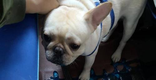 狗狗被挤着头后吐黄沫怎么办？怎样判断狗狗的健康状况？