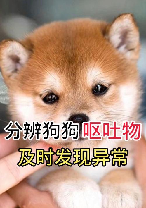狗狗被挤着头后吐黄沫怎么办？怎样判断狗狗的健康状况？
