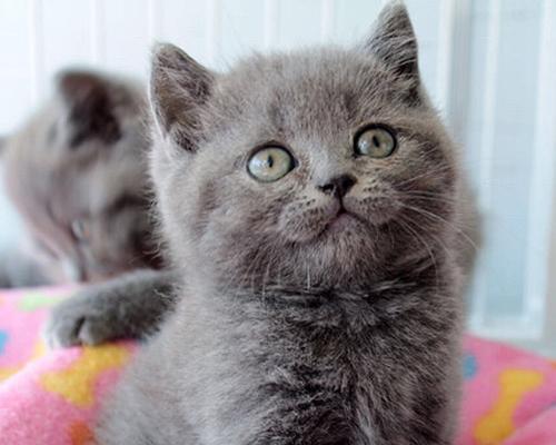 长毛蓝猫折耳猫有哪些特点？折耳猫的饲养方法是什么？