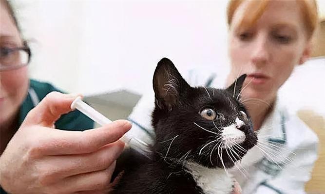 给猫咪喂水后呕吐怎么办？怎样判断猫咪的健康状况？