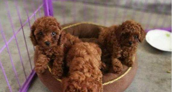 刚生下来的泰迪好养吗？泰迪幼犬的饲养难度是怎样的？
