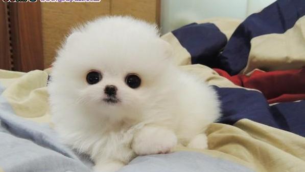 博美幼犬多久会撑死？博美幼犬的饮食注意事项有哪些？