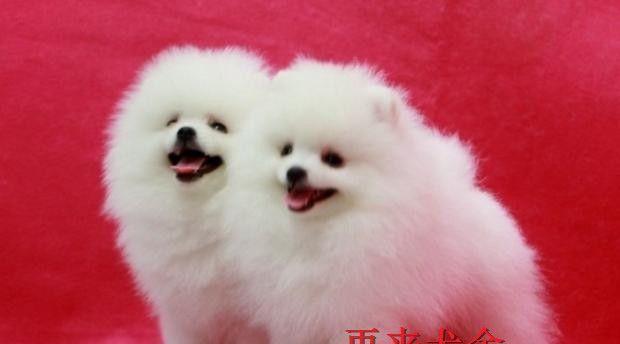 博美幼犬多久会撑死？博美幼犬的饮食注意事项有哪些？