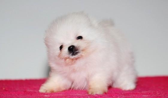 博m幼犬怎样护理？博美幼犬的日常护理方法有哪些？