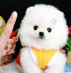 博m幼犬怎样护理？博美幼犬的日常护理方法有哪些？