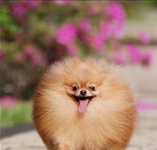 博m幼犬发抖是冷还是怕？博美幼犬发抖的原因有哪些？
