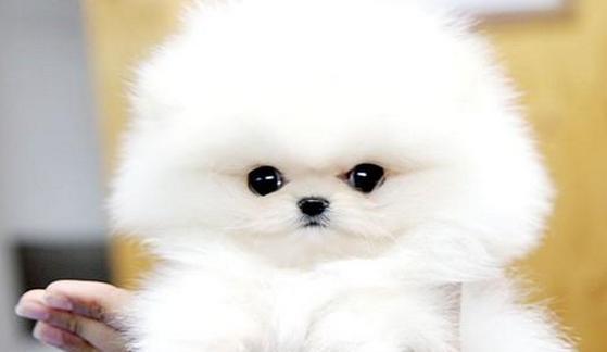 博m幼犬发抖是冷还是怕？博美幼犬发抖的原因有哪些？