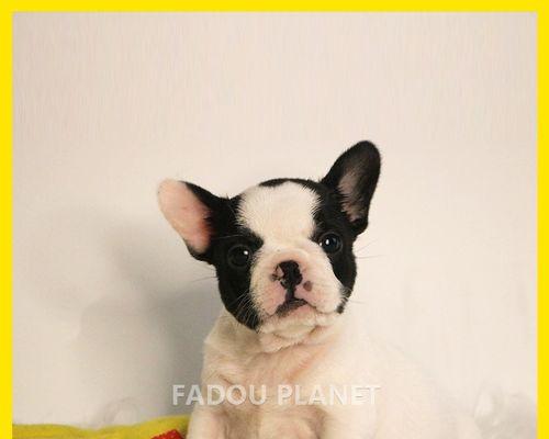 斗牛犬怎么会流鼻涕？斗牛犬流鼻涕的原因有哪些？