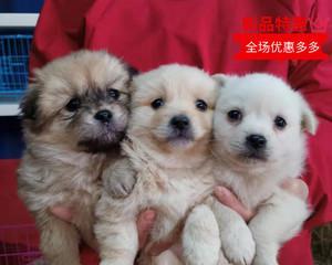 博m和土狗结合有哪些特点？怎样照顾杂交狗狗？