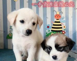 博m和土狗结合有哪些特点？怎样照顾杂交狗狗？
