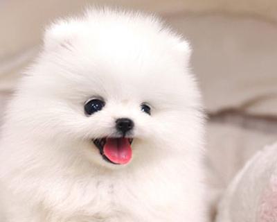博m幼犬白细胞低怎么办？怎样判断博美幼犬的健康状况？
