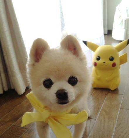 博美狗什么时候会说话？博美犬的叫声含义是什么？