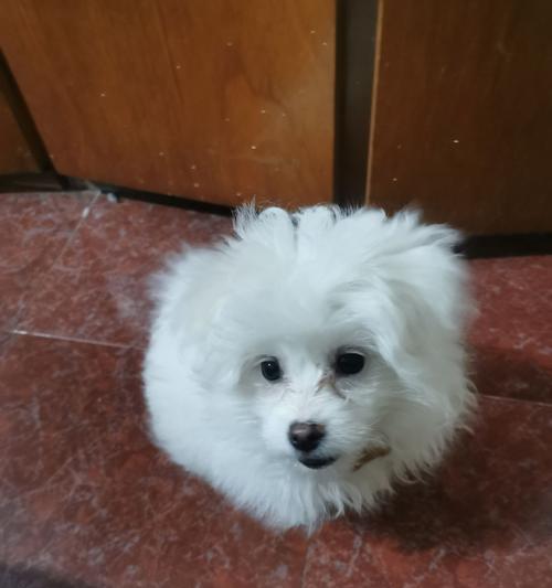 博m和什么犬串串好看？博美串串犬的推荐品种有哪些？