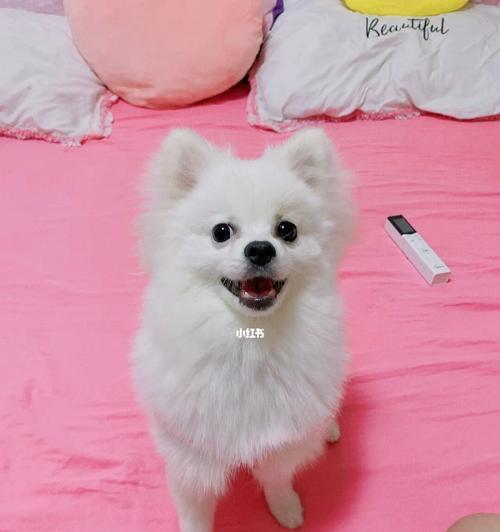 博m和什么犬串串好看？博美串串犬的推荐品种有哪些？