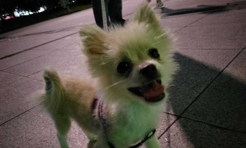 博m狂犬疫苗在哪里打？博美犬疫苗接种的地点有哪些？