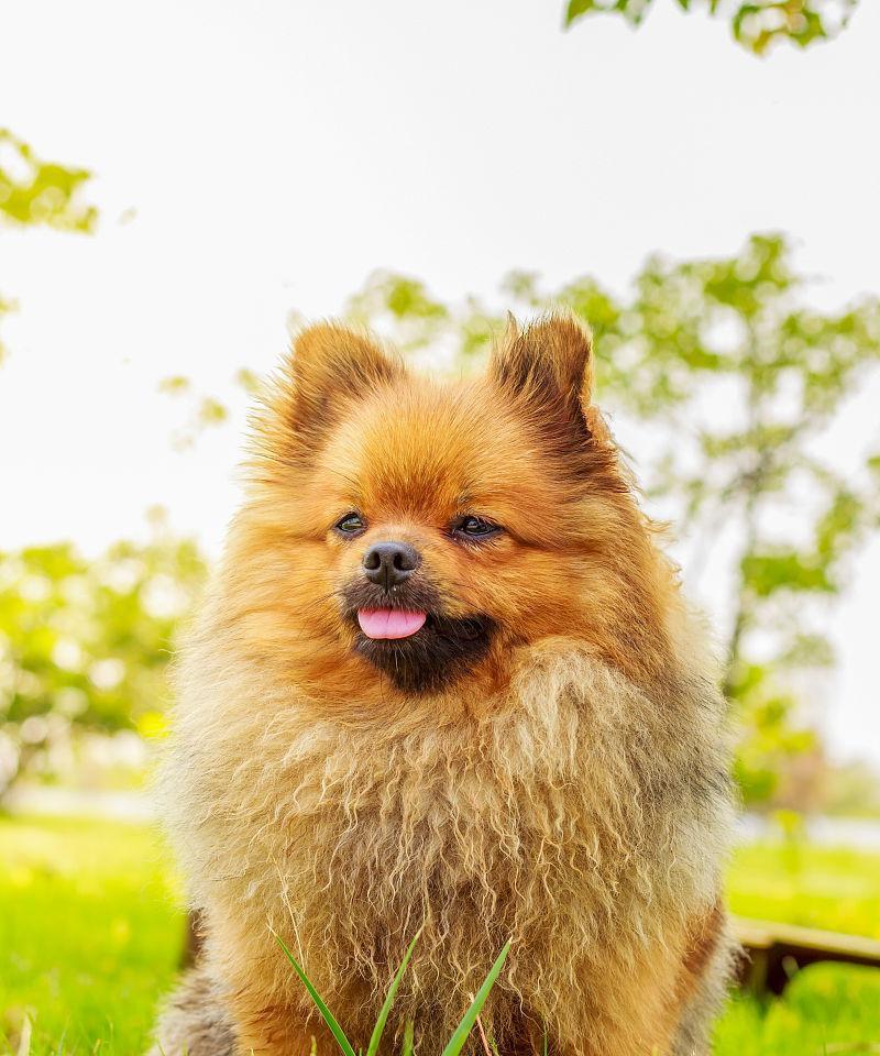 博m是不是哈巴狗？博美犬和哈巴狗的区别是什么？