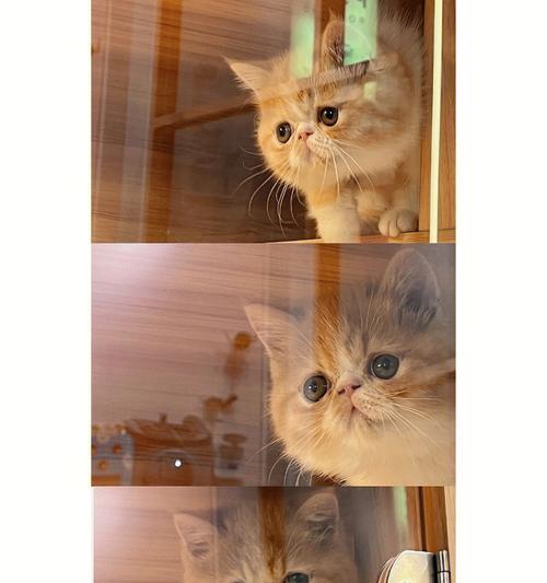 电动牙刷挠猫咪头好吗？猫咪的护理方法有哪些？