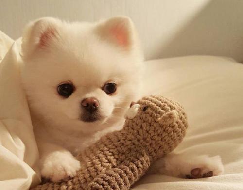 博m幼犬一天吃几个鸡蛋黄？博美幼犬的饮食注意事项有哪些？