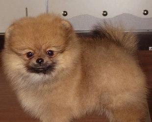 博m幼犬的毛怎么打理？博美幼犬的毛发护理方法有哪些？