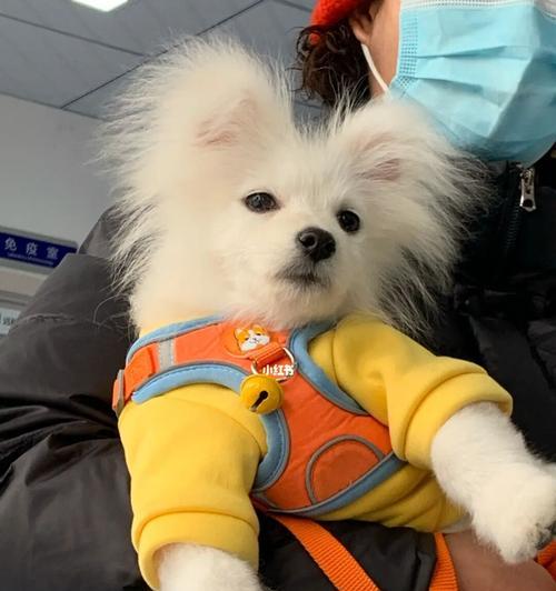 博m和蝴蝶犬对比，两种狗狗的特点有哪些？