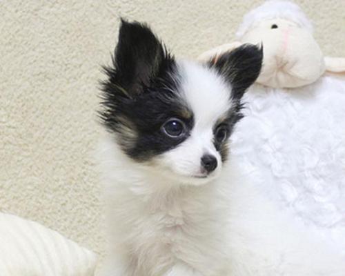 博m和蝴蝶犬对比，两种狗狗的特点有哪些？
