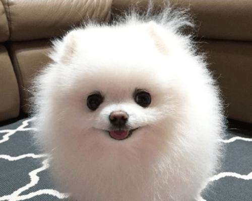 博m狗喝什么奶？博美犬的哺乳期护理方法有哪些？