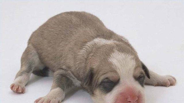 刚出生的小狗肚子蠕动怎么办？怎样判断新生小狗的健康状况？