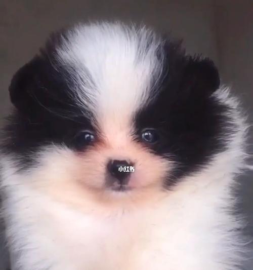 博m母狗能生几胎？博美犬的产仔数是多少？