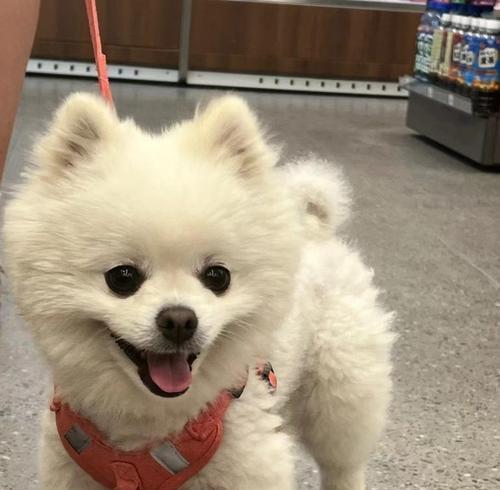 博m母狗能生几胎？博美犬的产仔数是多少？