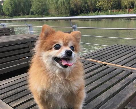 博m母狗能生几胎？博美犬的产仔数是多少？