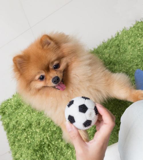 博m狗的性格和脾气是怎样的？博美犬的性格特点有哪些？