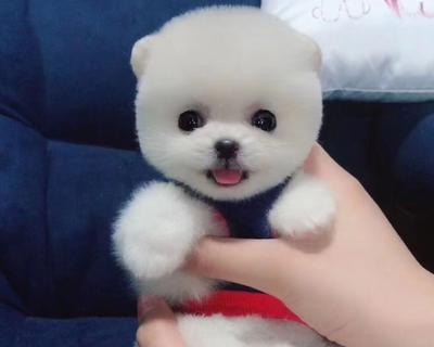 博m和茶杯犬混血有哪些特点？怎样照顾混血狗狗？