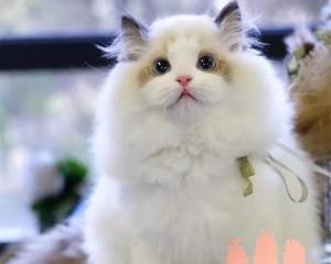 纯种布偶猫是双色眼睛吗？布偶猫的眼睛颜色有哪些种类？
