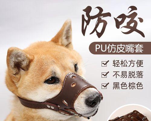 公泰迪咬自己的毛怎么办？泰迪犬咬毛的原因有哪些？