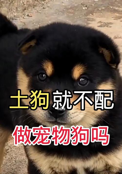 狗不进房间为什么？狗狗不进房间的原因有哪些？