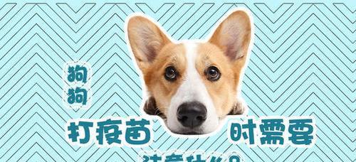 宠物狗打针打什么牌子的疫苗？宠物狗疫苗的品牌有哪些推荐？