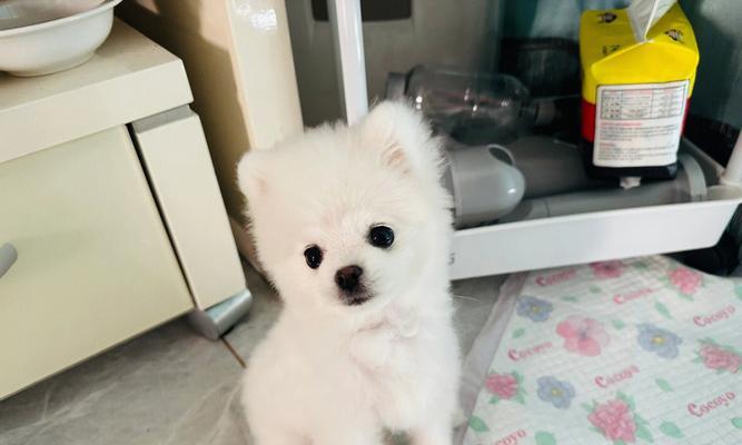 博美小狗呕吐一点白色怎么办？怎样判断博美幼犬的健康状况？