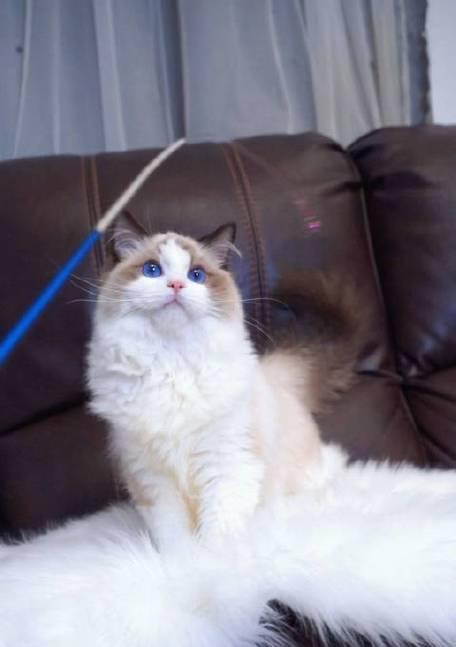 沉香布偶猫舍怎么样？沉香布偶猫舍的猫咪品质如何？