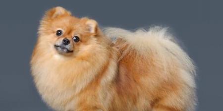 博美幼犬早上一直咳嗽怎么办？博美幼犬咳嗽的原因有哪些？