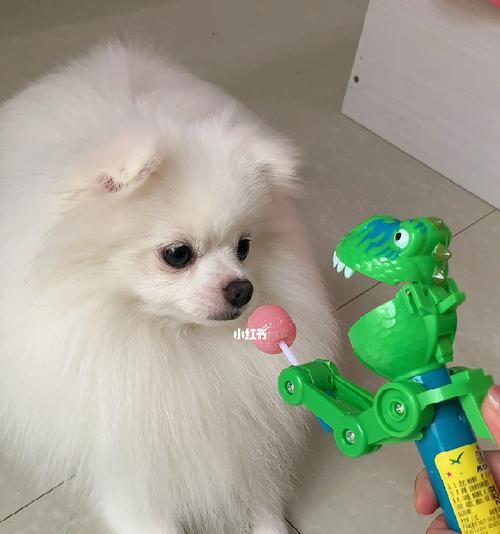 博美幼犬可以吃棒棒糖吗？博美幼犬的饮食注意事项有哪些？