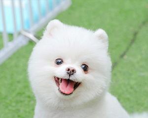 博美幼犬可以吃棒棒糖吗？博美幼犬的饮食注意事项有哪些？