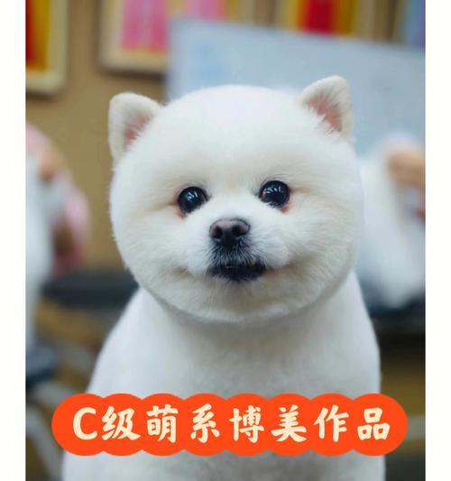 博美变成狮子狗是什么意思？博美犬的杂交品种有哪些？