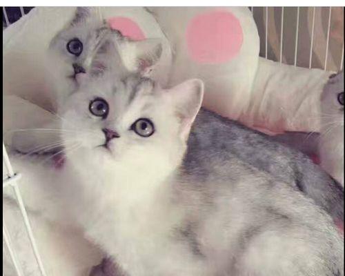 纯黑英短折耳猫介绍有哪些？纯黑英短折耳猫的特点是什么？