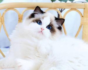 纯种布偶猫白耳正常吗？布偶猫的耳朵特点有哪些？