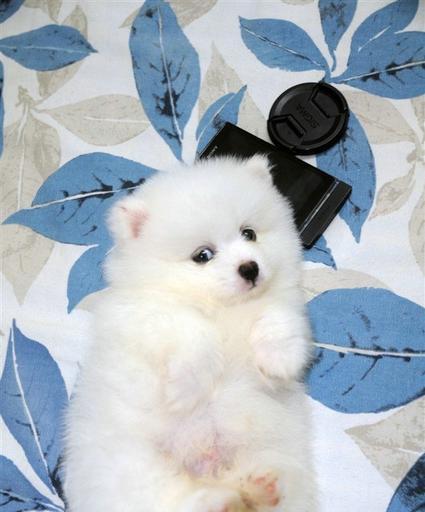 博美犬吃错了药怎么办？博美犬误食药物的处理方法有哪些？