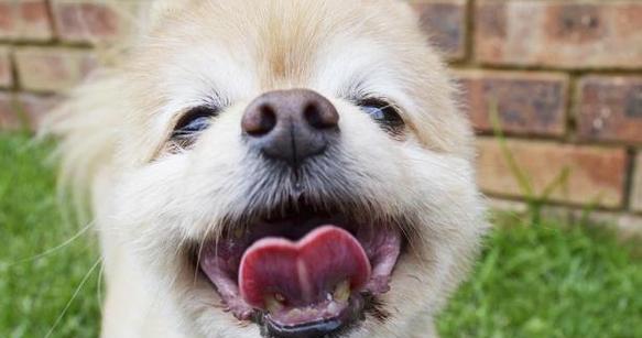 博美犬吃错了药怎么办？博美犬误食药物的处理方法有哪些？