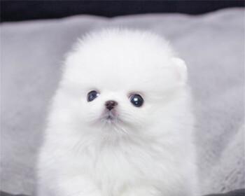 博美犬吃错了药怎么办？博美犬误食药物的处理方法有哪些？