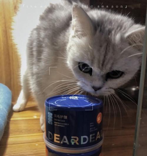 大家的猫吃什么罐头？猫咪罐头推荐有哪些？