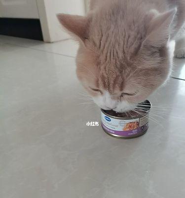 大家的猫吃什么罐头？猫咪罐头推荐有哪些？