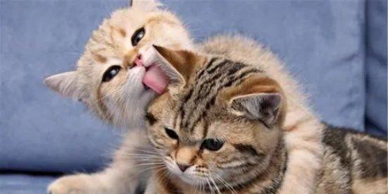 大猫什么时候不给小猫吃奶？母猫停止哺乳的信号有哪些？